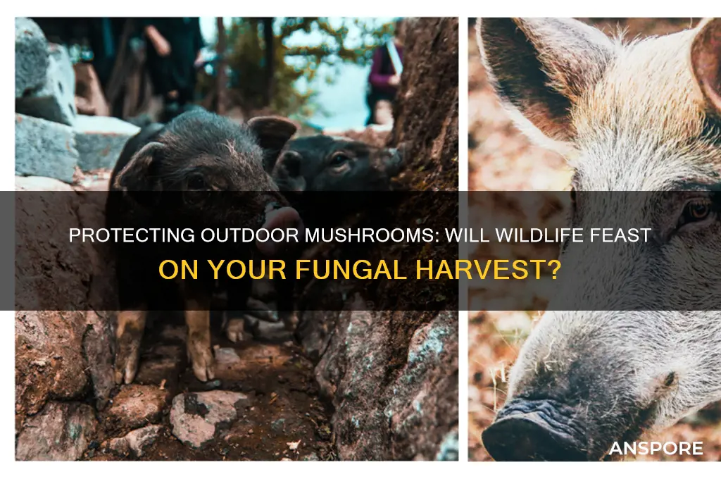 will animals eat my mushrooms outdoors