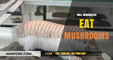 Do Armadillos Eat Mushrooms? Exploring Their Diet and Habits