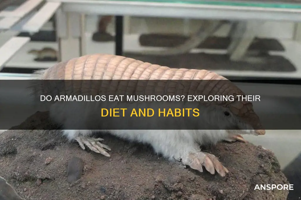 will armadillos eat mushrooms