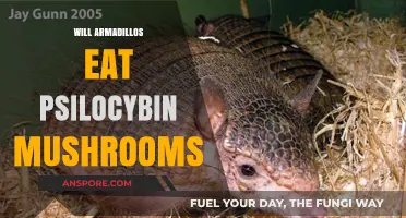 Do Armadillos Consume Psilocybin Mushrooms? Exploring Their Dietary Habits