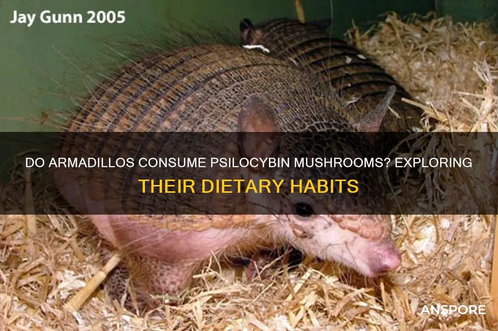 will armadillos eat psilocybin mushrooms