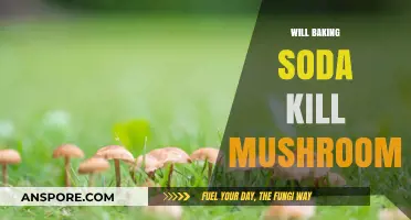Baking Soda: A Natural Way to Kill Mushrooms?