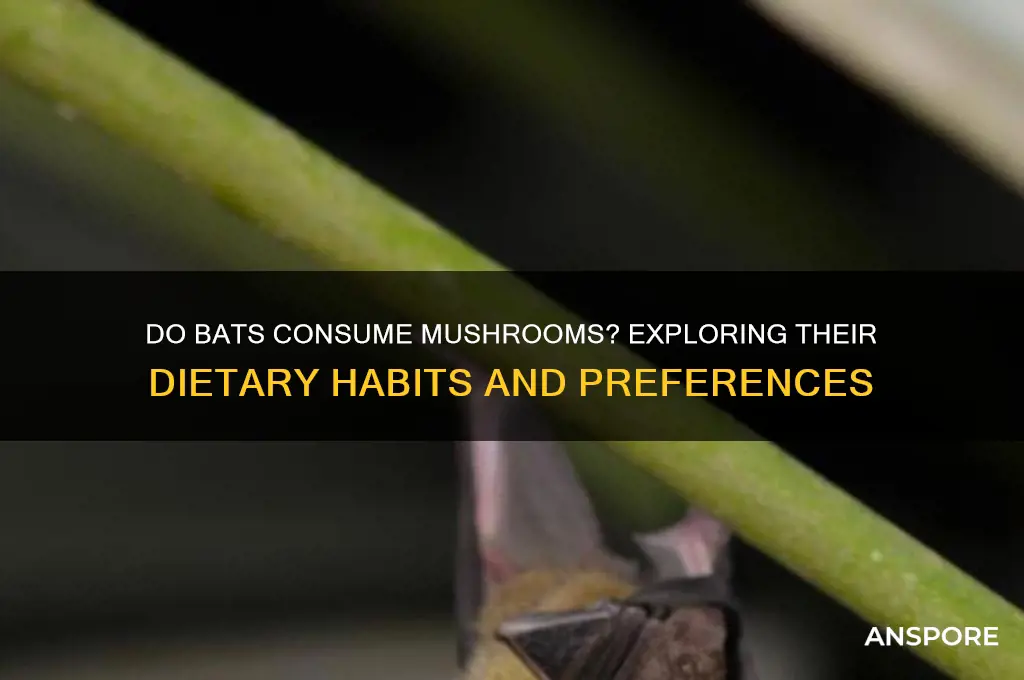 will bats eat mushrooms