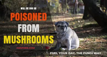 Can Mushrooms Poison Your Dog? Essential Safety Tips for Pet Owners