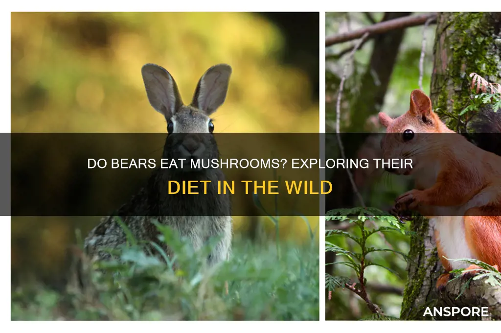 will bears eat mushrooms