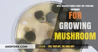 Bleach Fumes and Mushroom Fruiting Chambers: Potential Risks Explained