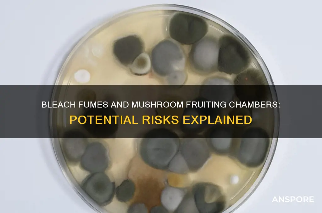 will bleach fumes hurt my fruiting chamber for growing mushrooms