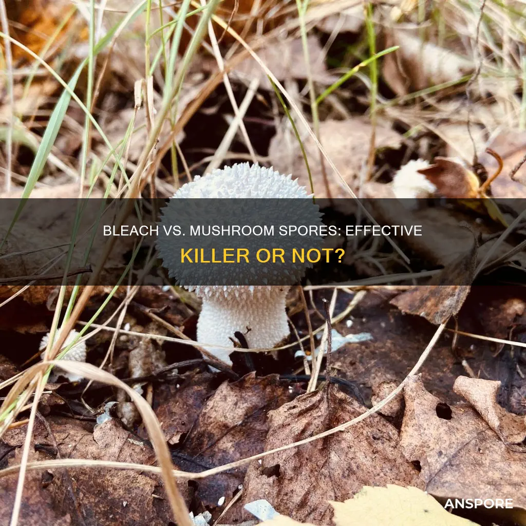 will bleach kill mushroom spores