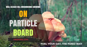 Can Bleach Effectively Kill Mushrooms on Particle Board? Find Out
