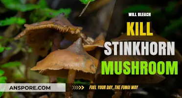 Bleach vs Stinkhorn Mushrooms: Effective or Futile?