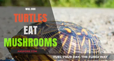Do Box Turtles Eat Mushrooms? Exploring Their Diet and Safety