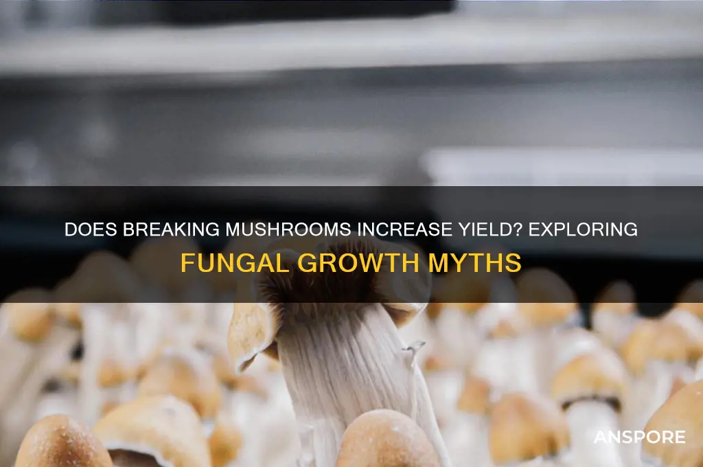 will breaking mushrooms make more