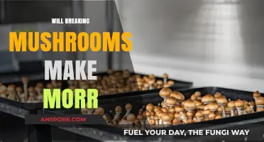 Does Breaking Mushrooms Increase Yield? Exploring the Myth of More Morels