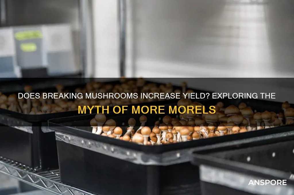 will breaking mushrooms make morr