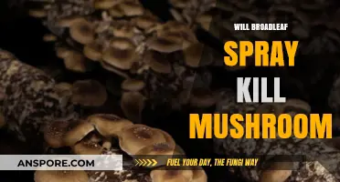 Broadleaf Spray and Mushrooms: What You Need to Know