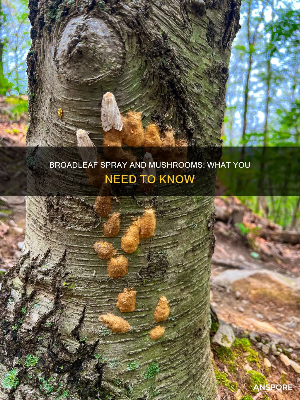 will broadleaf spray kill mushrooms
