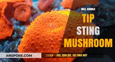 Bubble Tip Anemone Stings: Are Mushrooms Safe?
