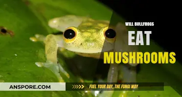 Do Bullfrogs Eat Mushrooms? Exploring Their Diet and Habits