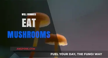 Can Bunnies Safely Eat Mushrooms? A Comprehensive Guide for Owners