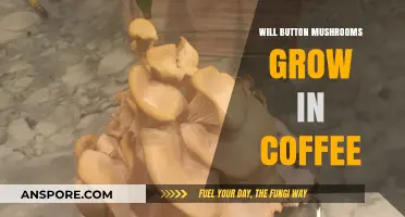 Can Button Mushrooms Thrive in Coffee Grounds? Exploring Growth Potential