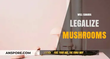 Could Canada Soon Legalize Psilocybin Mushrooms? Exploring the Possibility
