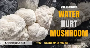 Chlorinated Water: Friend or Foe to Mushrooms?