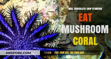 Do Chocolate Chip Starfish Eat Mushroom Coral? A Detailed Look