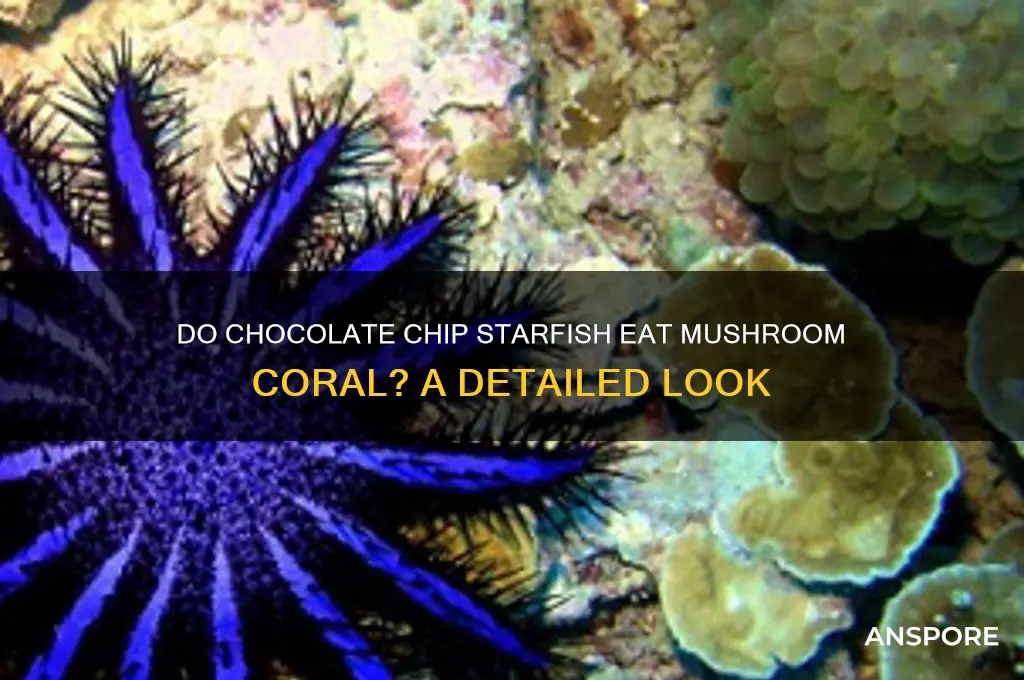 will chocolate chip starfish eat mushroom coral