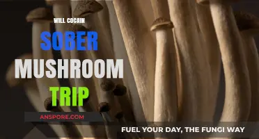 Cocaine and Mushroom Trips: Can Coke Sober You Up?