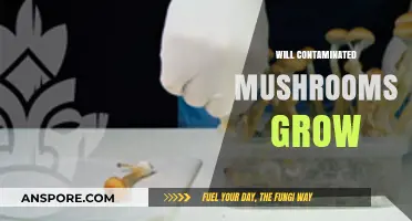 Can Contaminated Mushrooms Still Grow? Understanding Risks and Outcomes