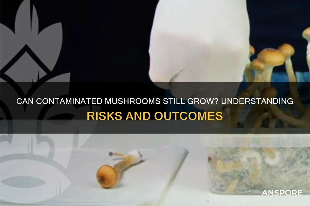 will contaminated mushrooms grow