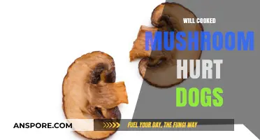 Can Dogs Eat Cooked Mushrooms? Safety Tips for Pet Owners