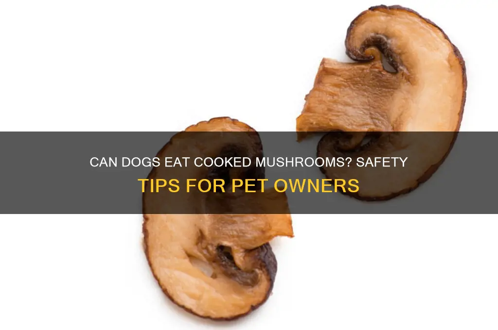 will cooked mushrooms hurt dogs