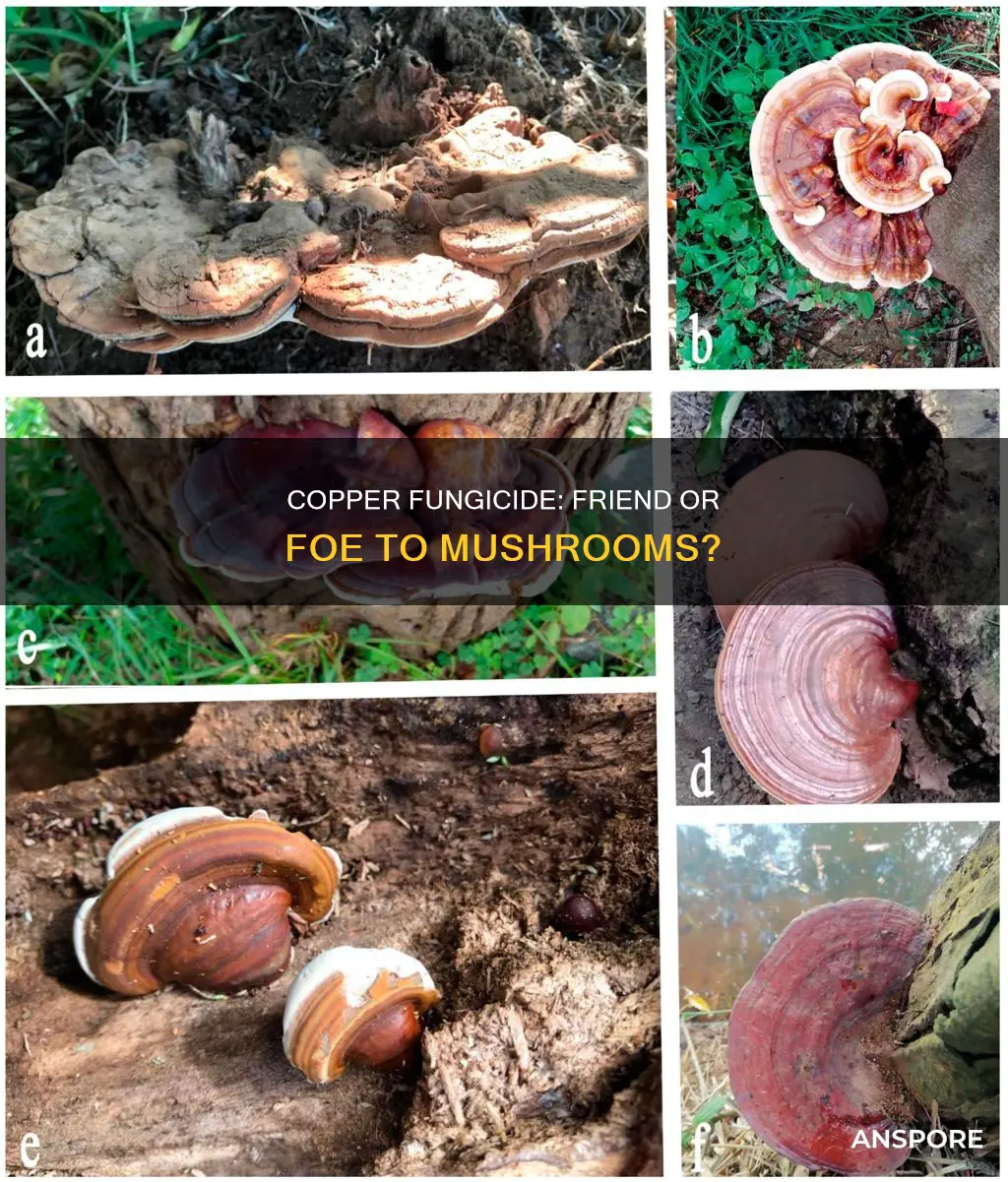will copper fungicide kill mushrooms