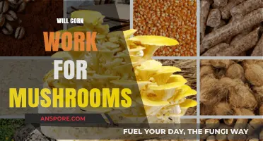 Corn and Mushrooms: A Match Made in Heaven?