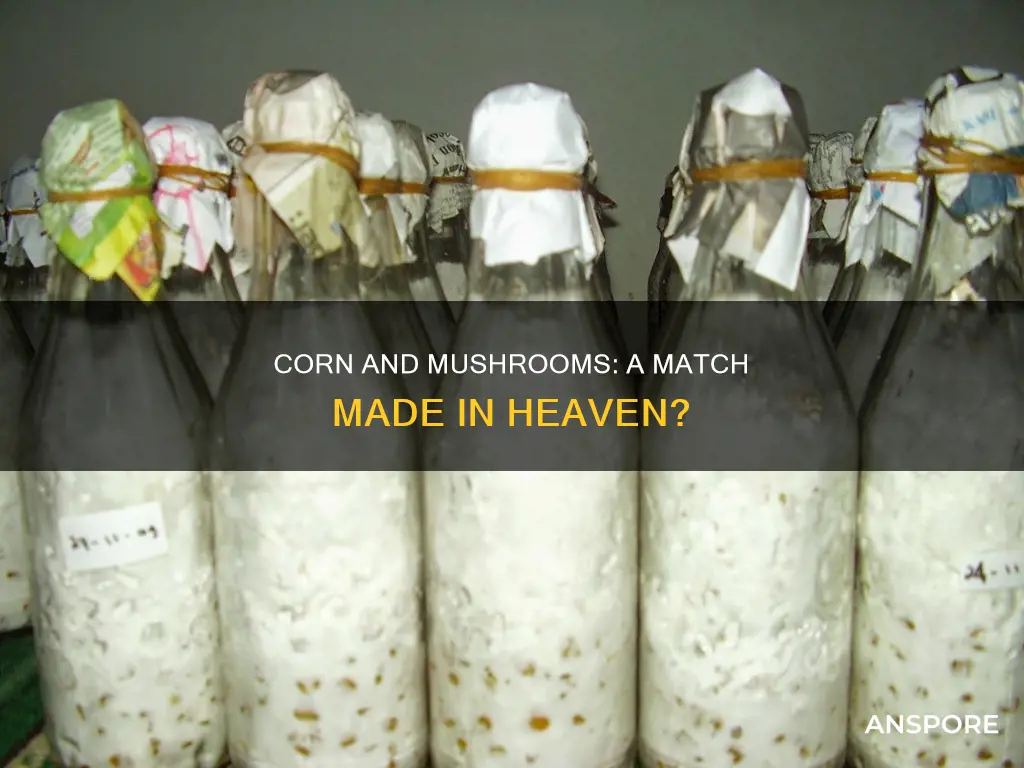 will corn work for mushrooms