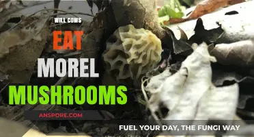 Can Cows Safely Eat Morel Mushrooms? Exploring Risks and Benefits