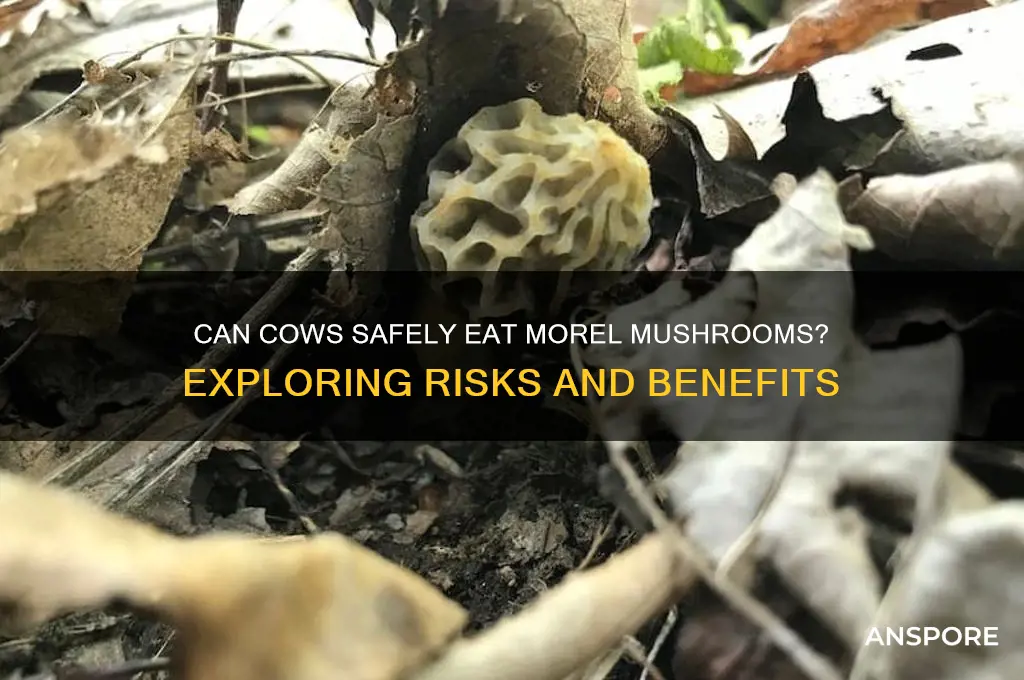 will cows eat morel mushrooms