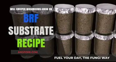 Can Creeper Mushrooms Thrive on BRF Substrate Recipe?