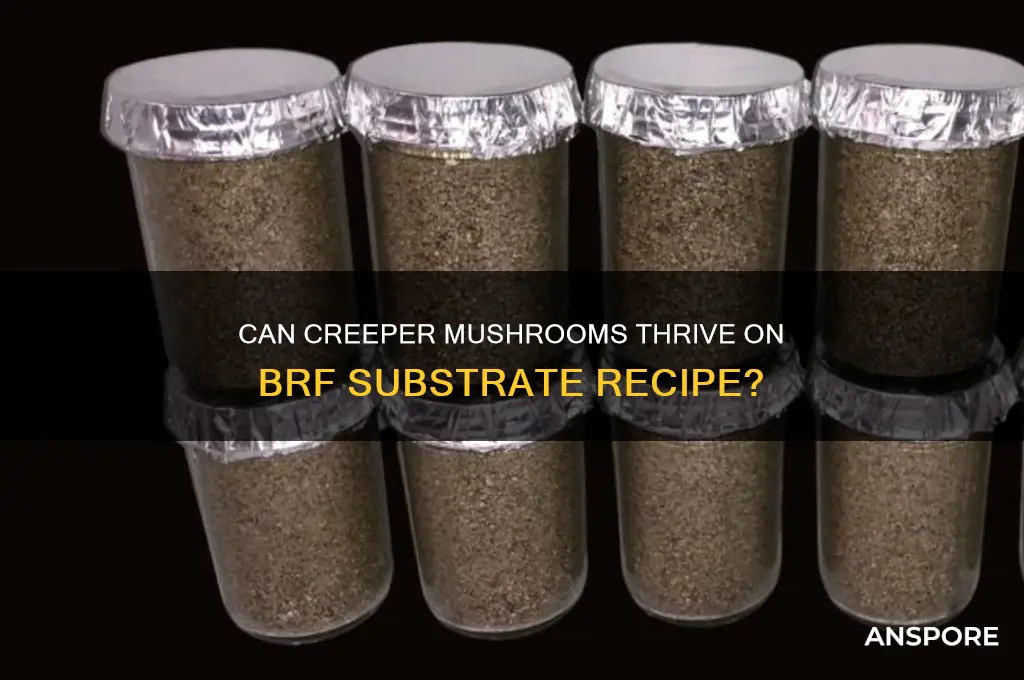 will creeper mushrooms grow on brf substrate recipe