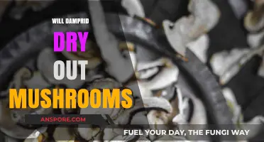 How to Dry Mushrooms with DampRid