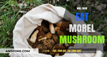 Do Deer Consume Morel Mushrooms? Uncovering the Truth in Forests
