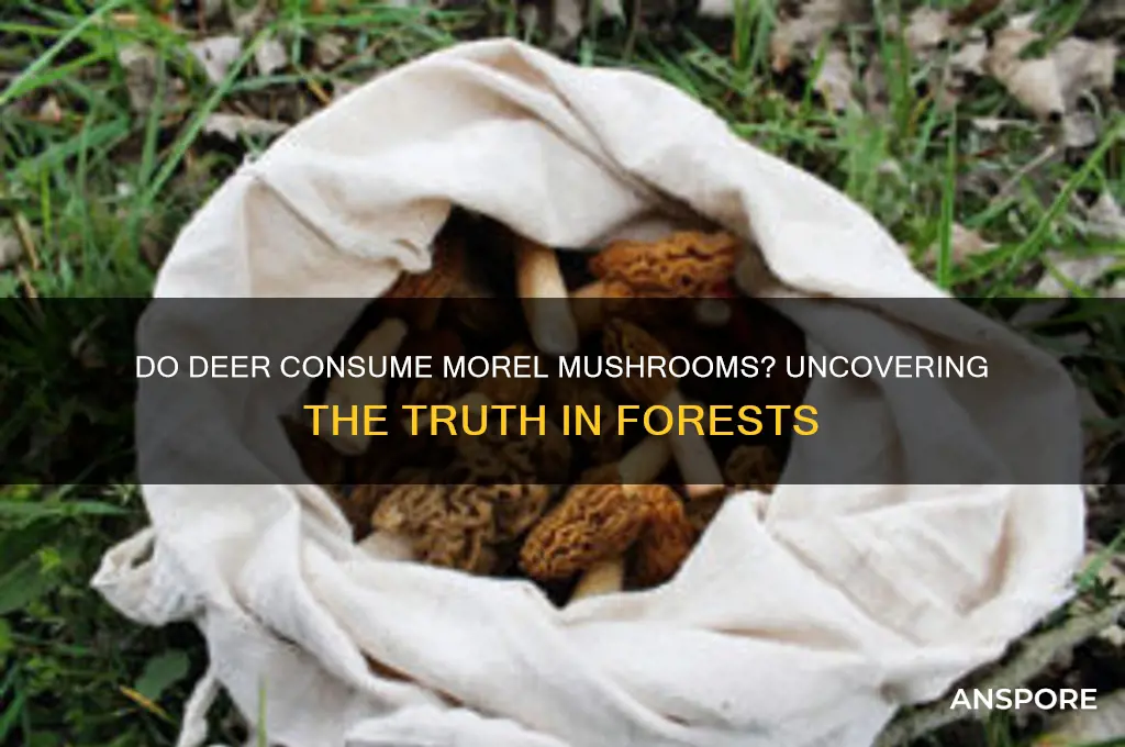 will deer eat morel mushrooms