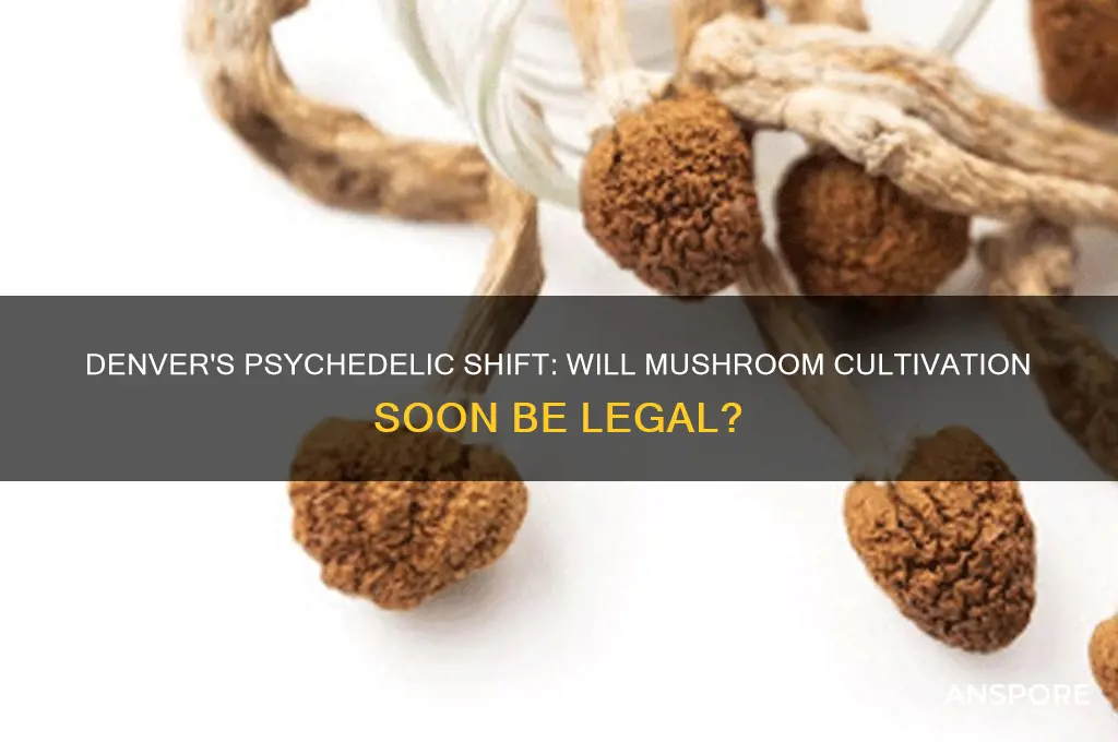 will denver legalise growing mushrooms