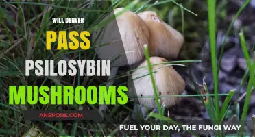 Denver's Psilocybin Mushroom Initiative: Will It Pass?