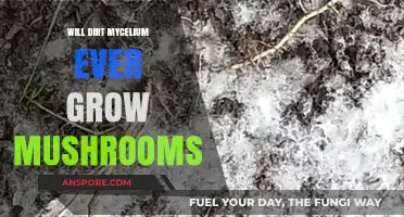 Can Dirt Mycelium Successfully Grow Mushrooms? Exploring the Possibilities