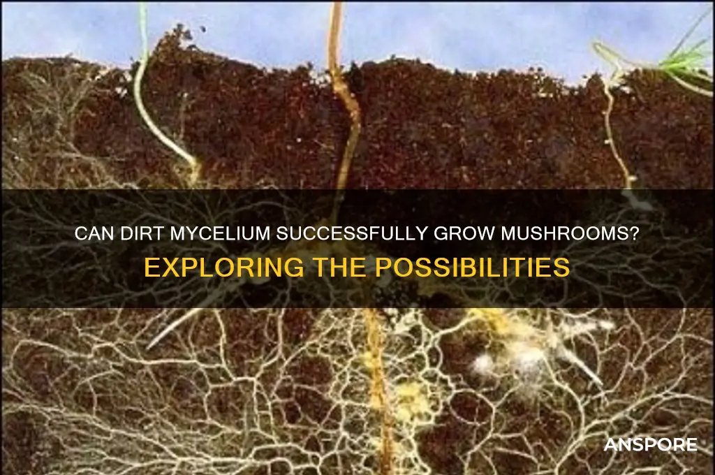 will dirt mycelium ever grow mushrooms