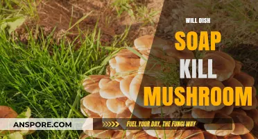 How Dish Soap Can Kill Mushrooms