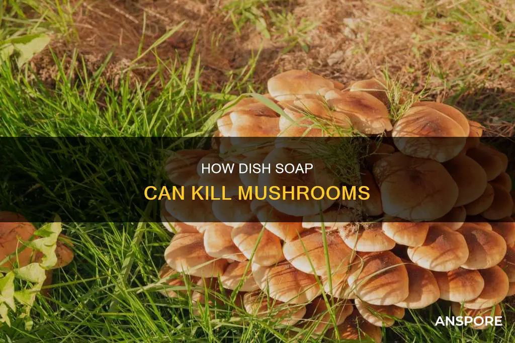 will dish soap kill mushrooms