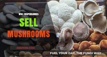 Mushroom Dispensaries: The Future of Psychedelic Treatment?